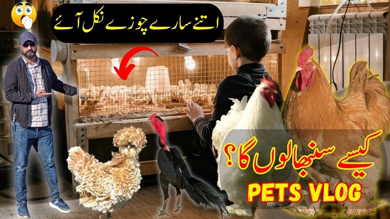 Itne Sare Chuze Nikal aye | Ducks ne b bachay de diye | Fancy hens | Aseel murgi | Ducks Chicks