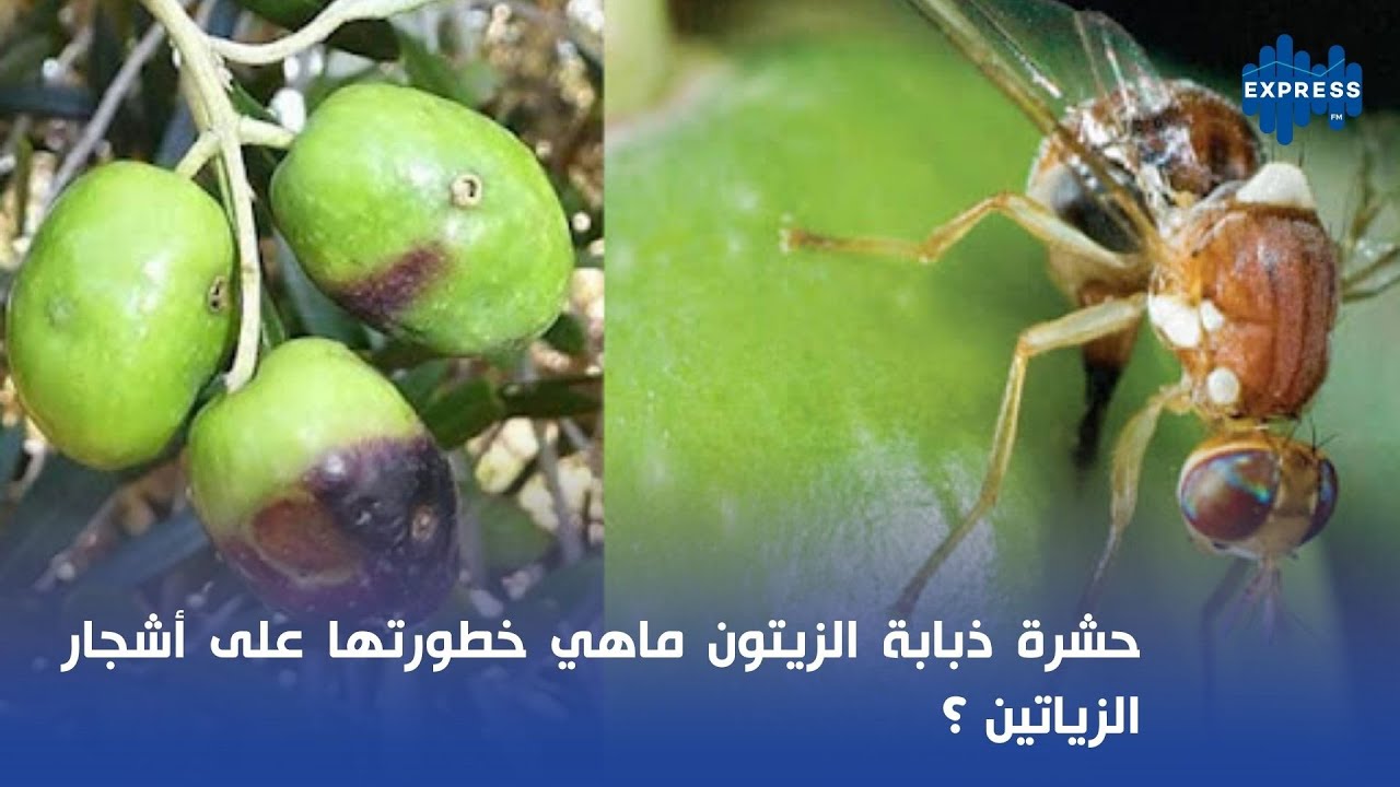 حشرة ذبابة الزيتون ماهي خطورتها على أشجار الزياتين ؟