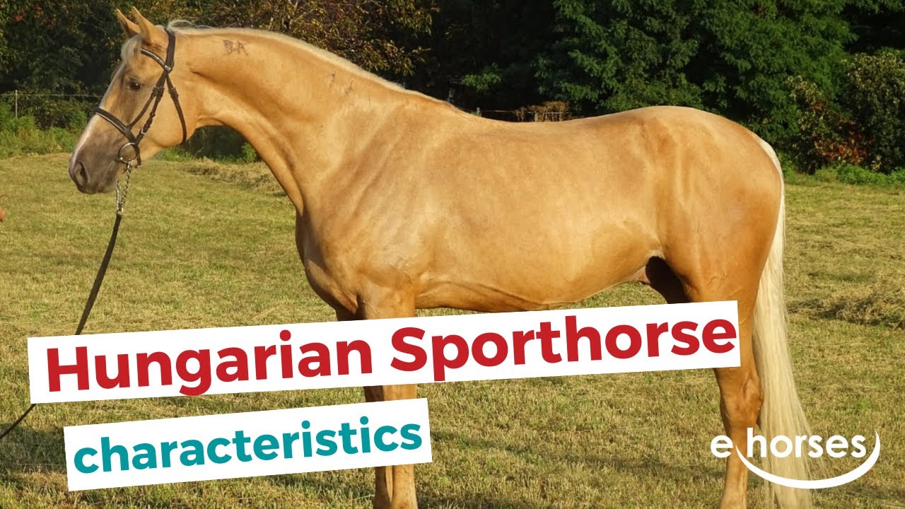 Hungarian Sport Horse  | characteristics, origin & disciplines