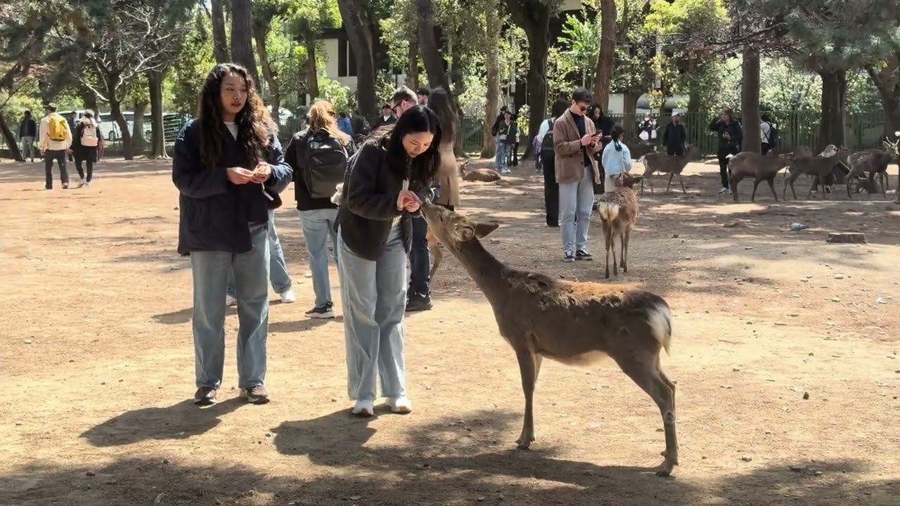 外国人観光客で賑わう奈良公園🫎