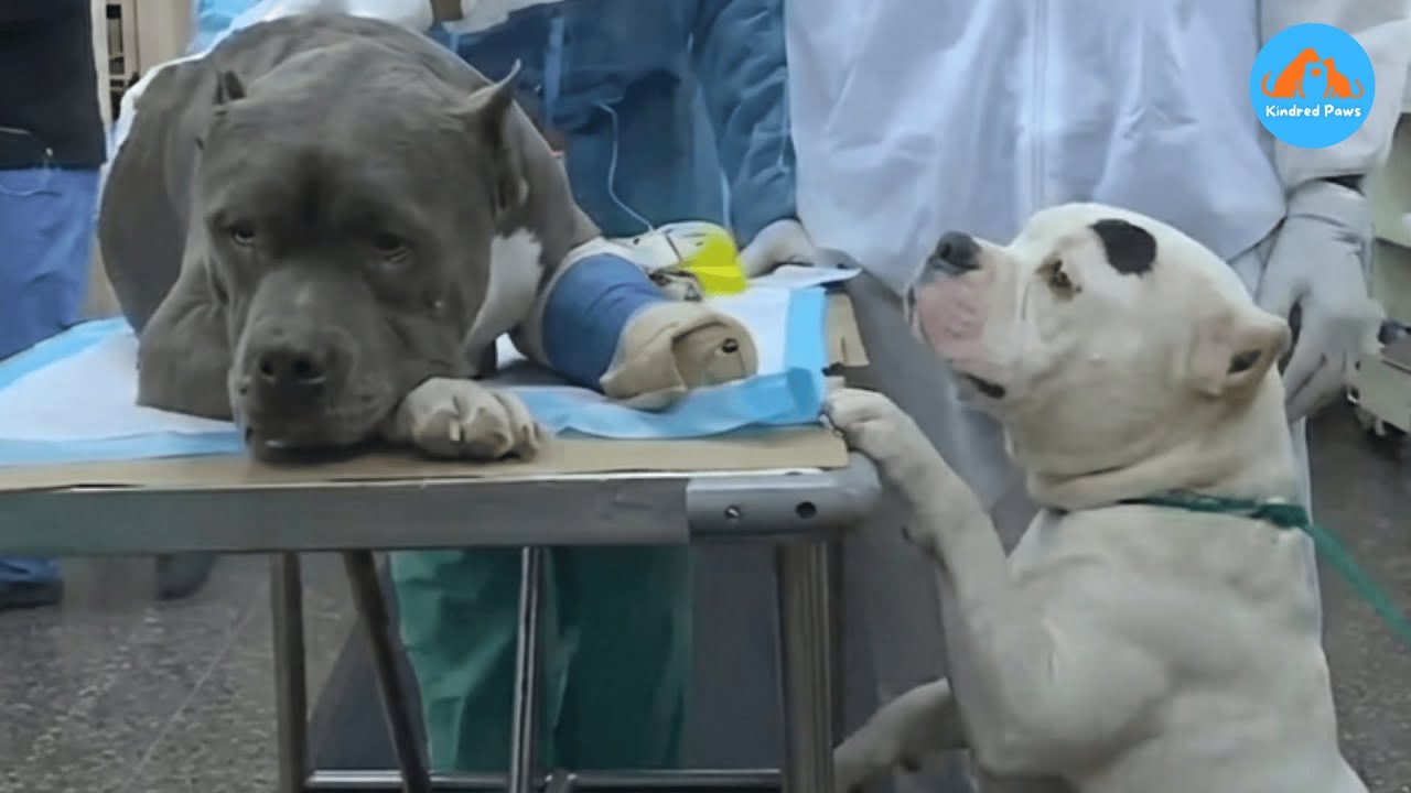 Two Dogs Lose Their Dad… What They Do Next Is Unbelievable