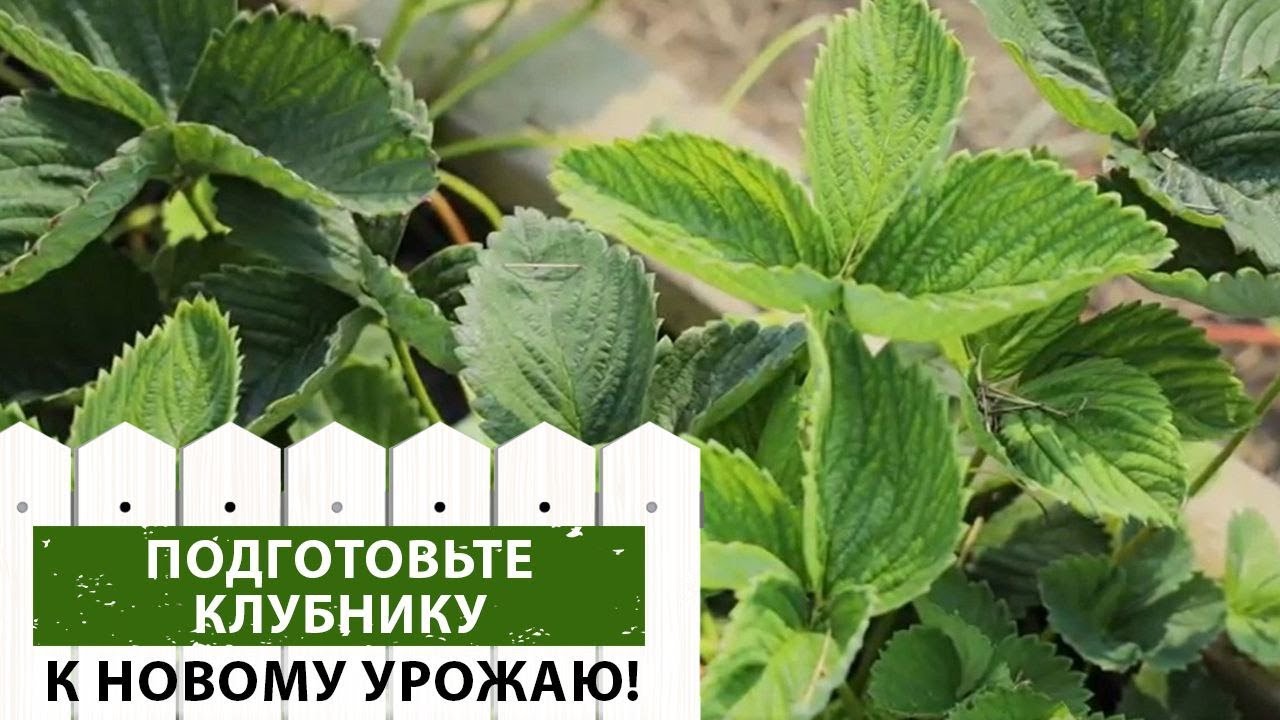 Сделайте это сейчас! Уход за клубникой после сбора урожая.
