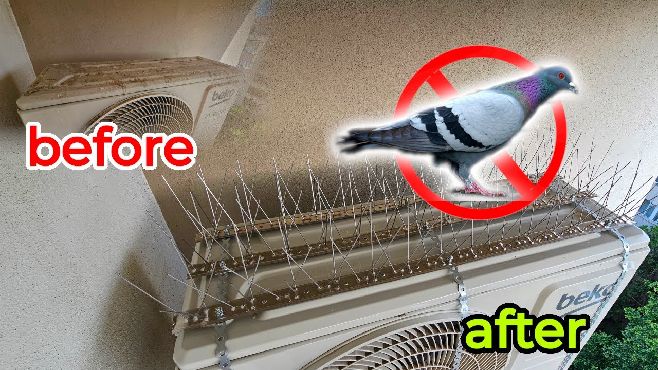 Before & After: How I Solved My Bird Problem!