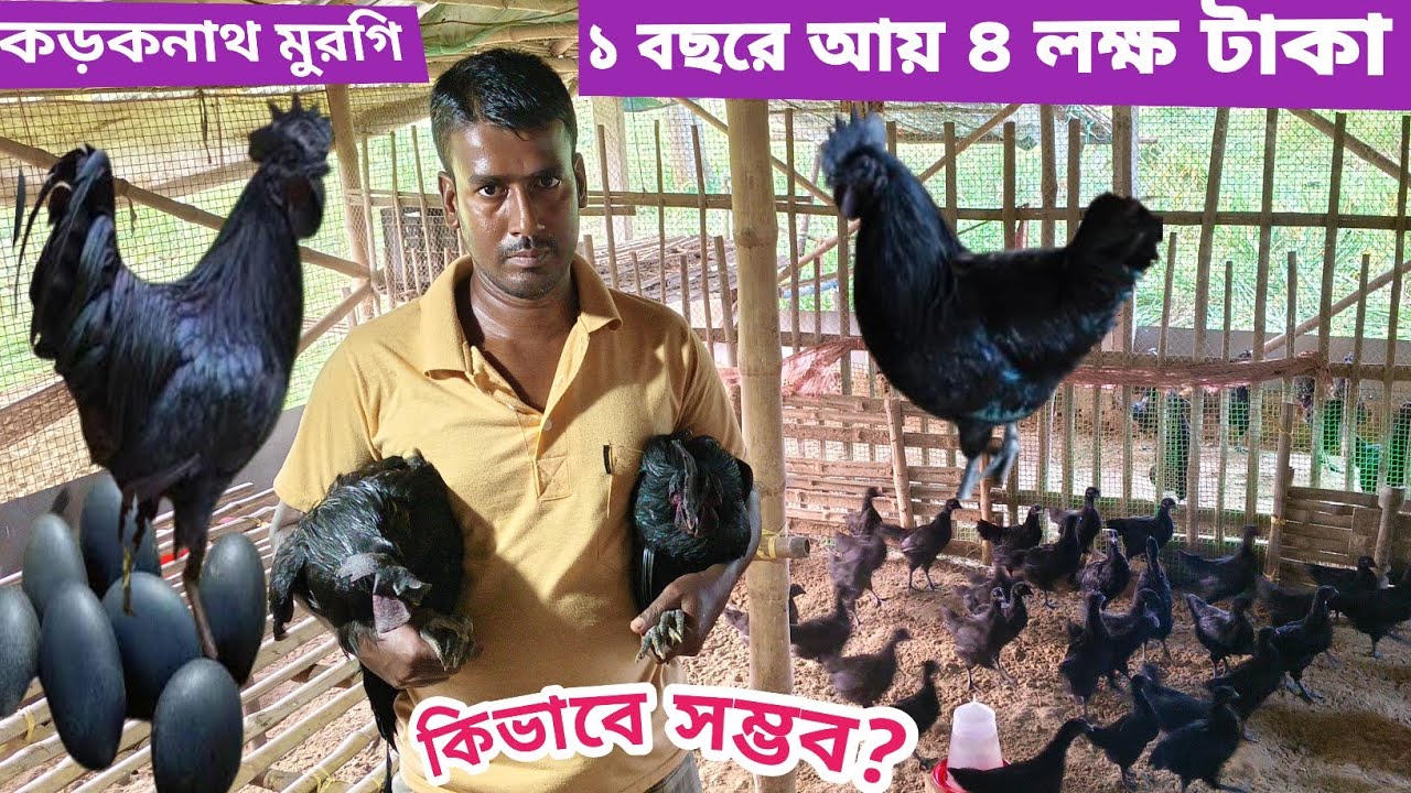 kadaknath Farming/কড়কনাথ মুরগি পালন করে বছরে আয় ৪লক্ষ্য টাকা। কিভাবে সম্ভব?@agriculturediary