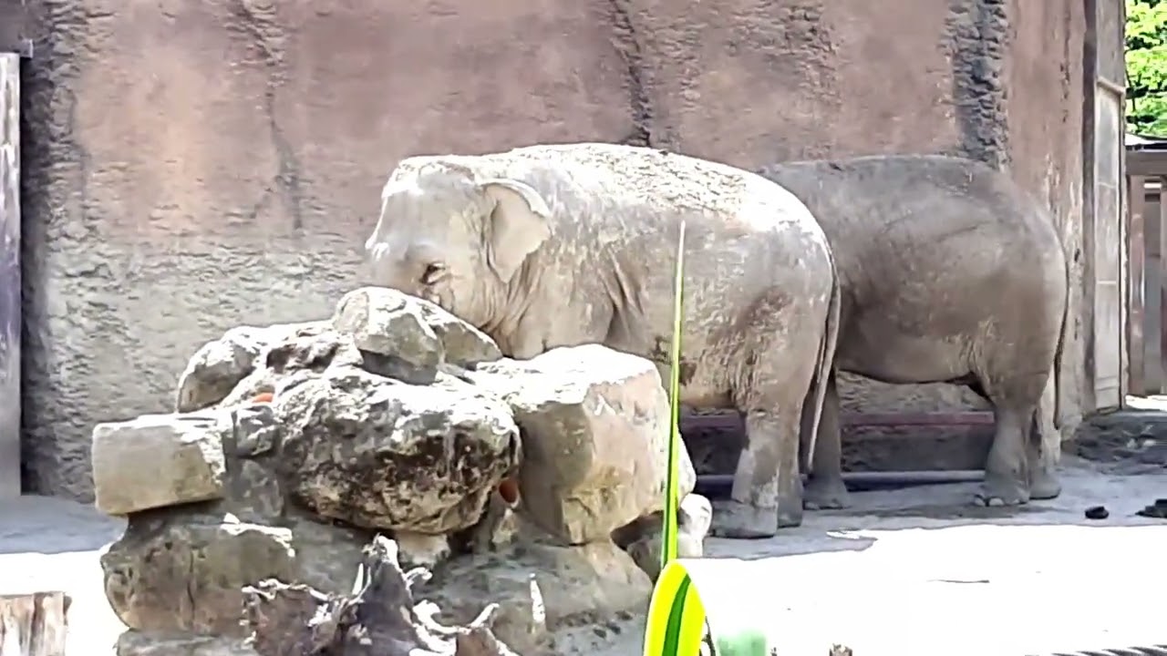 Elephants encounter in Germany ZOO: fantastic and rare animals- Good place for family and kids