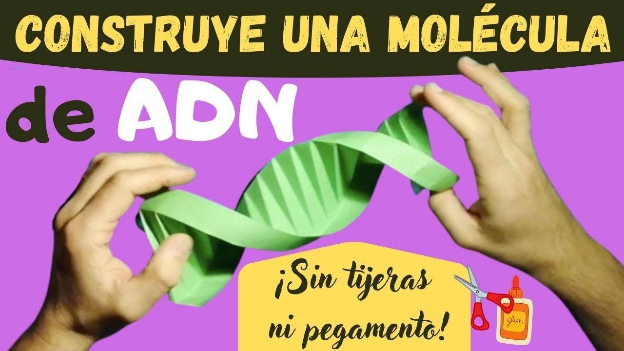 Construye una molécula de ADN ¡Super fácil!