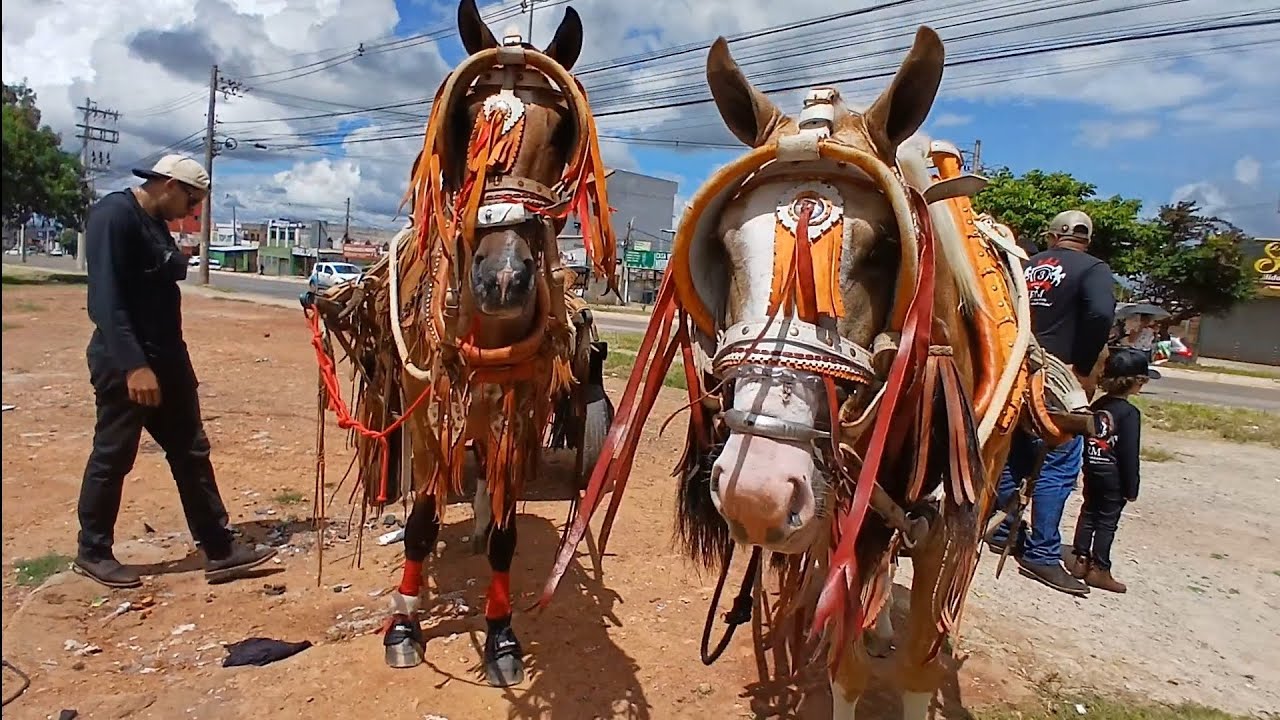Cavalgada  da Ceilândia  🐴🐴