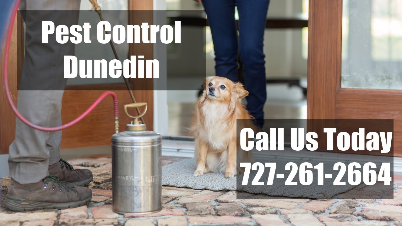 Pest Control Dunedin Florida - 24 Hr Emergency Exterminator Domestic Termite And Bed Bug Solutions