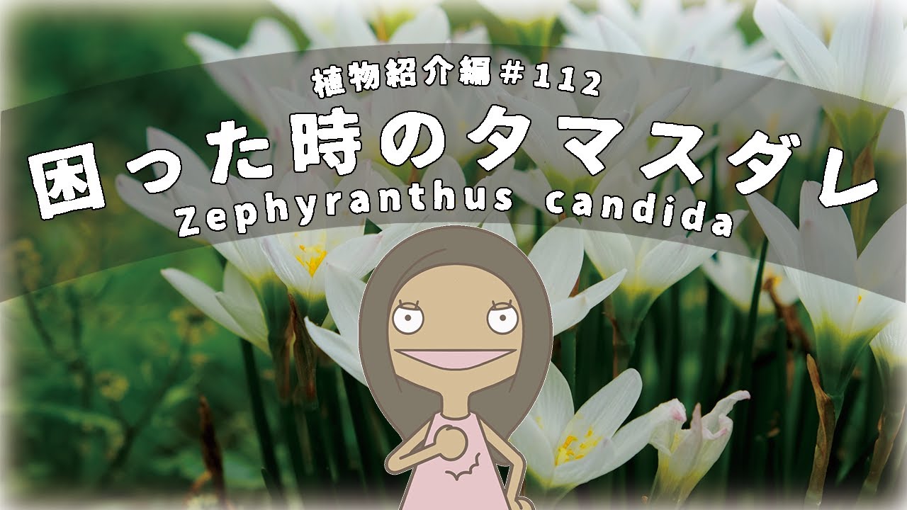 【🔰必見！超強い】可愛い秋の花「タマスダレ」の特徴と育て方