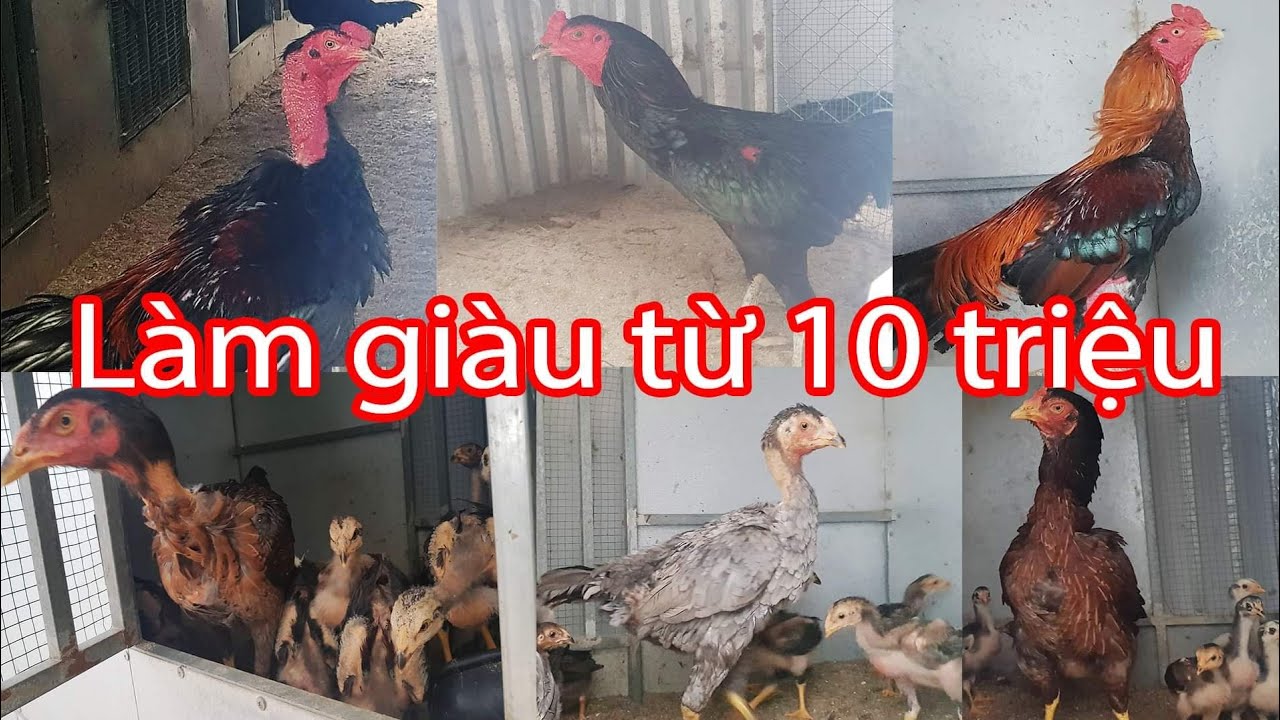 10 triệu có làm giàu được từ nuôi gà không | Nguyễn Viết Hòa