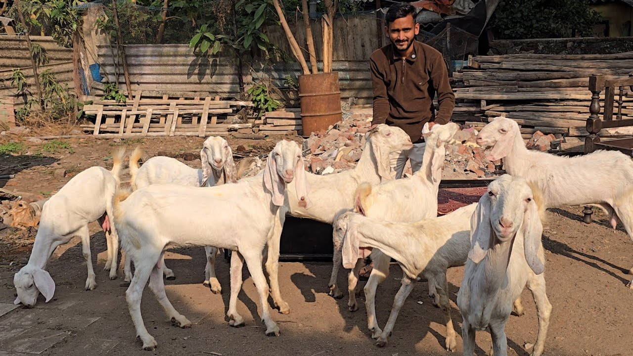 History🔥 Ke Sabse Saste White Patira Goats Chanas Looto Aur Shouk Karo || Nawaz Bhai Uran Mumbai ||