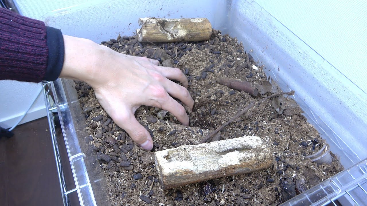 4ヶ月放置したカブトムシマットを掘ると・・・