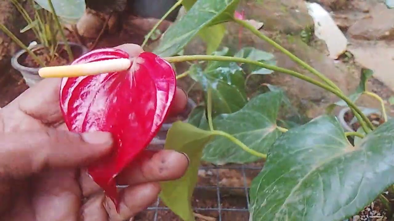 257 චිලී රෙඩ් ඇන්තූරියම් 
