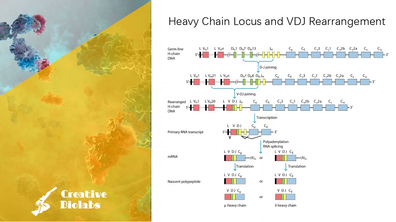 Antibody Diversity - Gene Rearrangement