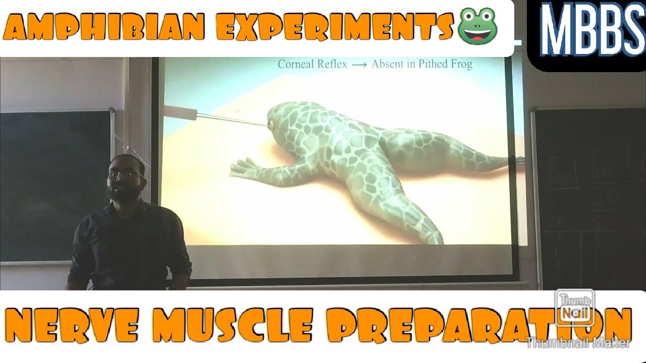 Amphibian Experiments, Dissection of frog 🐸, Nerve-Muscle Prepararion #practical #mbbs