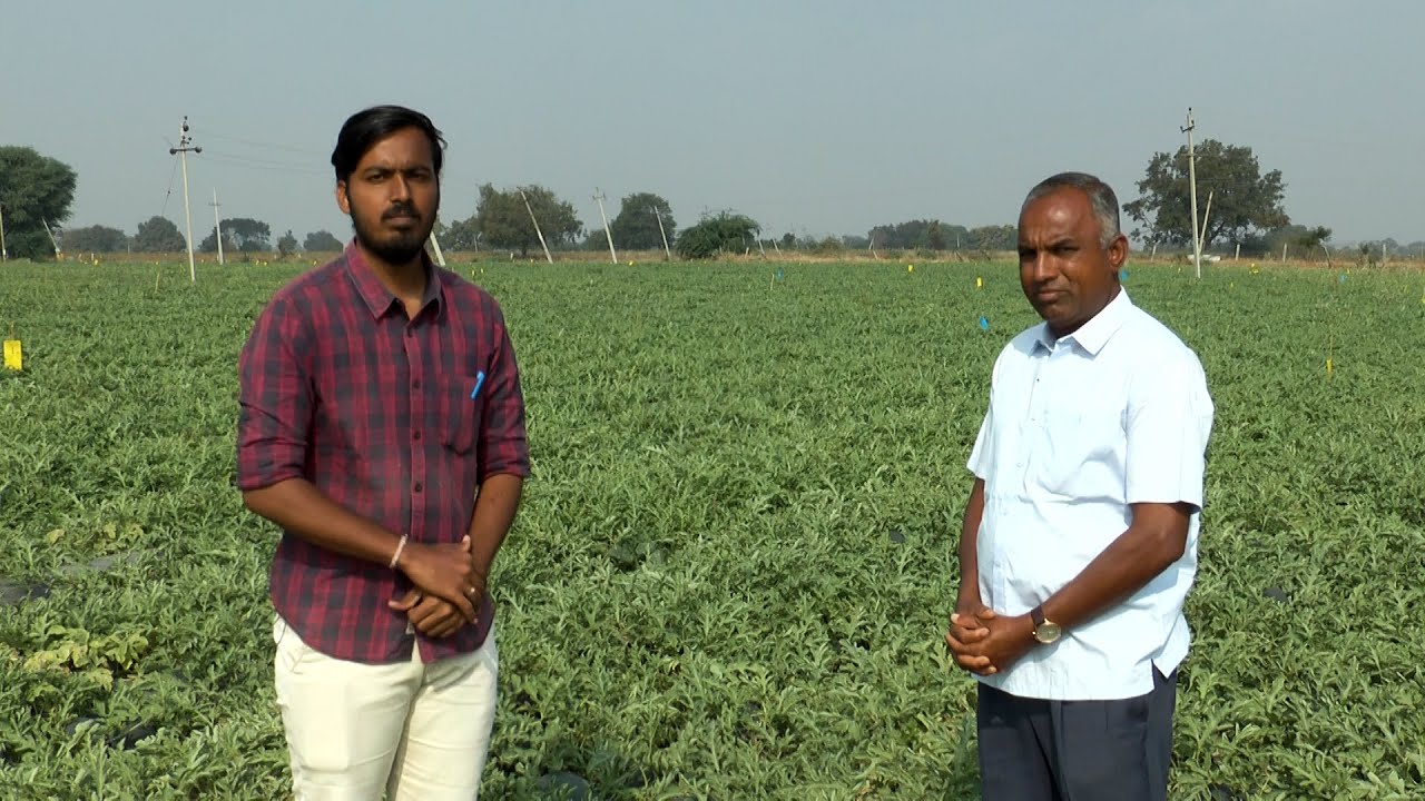 ಸಿಂಬಾ ತಳಿಯ ಕಲ್ಲಂಗಡಿ ಬೆಳೆ - ಶ್ರೀ ಗೋವರ್ಧನ ರೆಡ್ಡಿ | Simba Variety Watermelon Cultivation in Yadagiri
