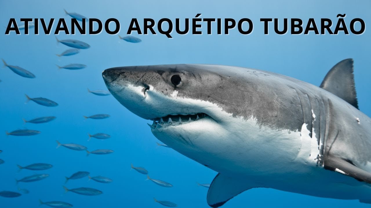 ATIVANDO O ARQUÉTIPO DO TUBARÃO  - chega de procrastinação!