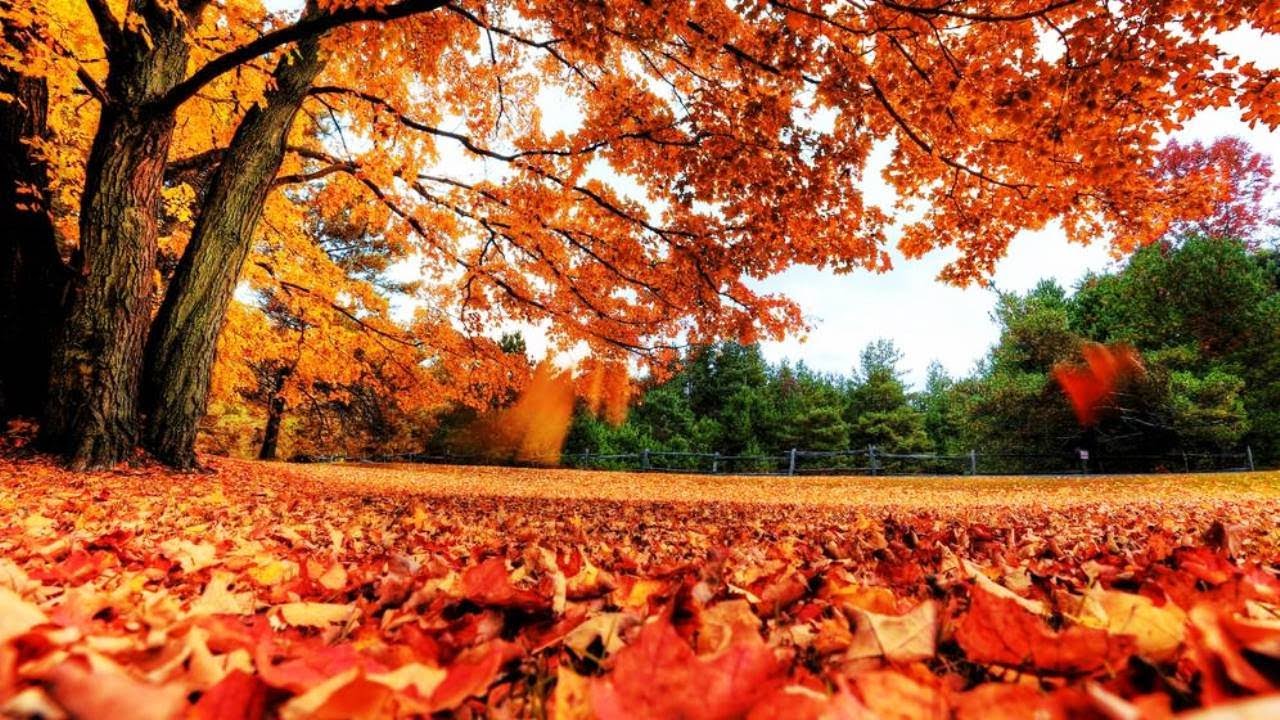 Naturaleza hermosa, El color del oto&ntilde;o |Landscapes| m&uacute;sica y relajaci&oacute;n