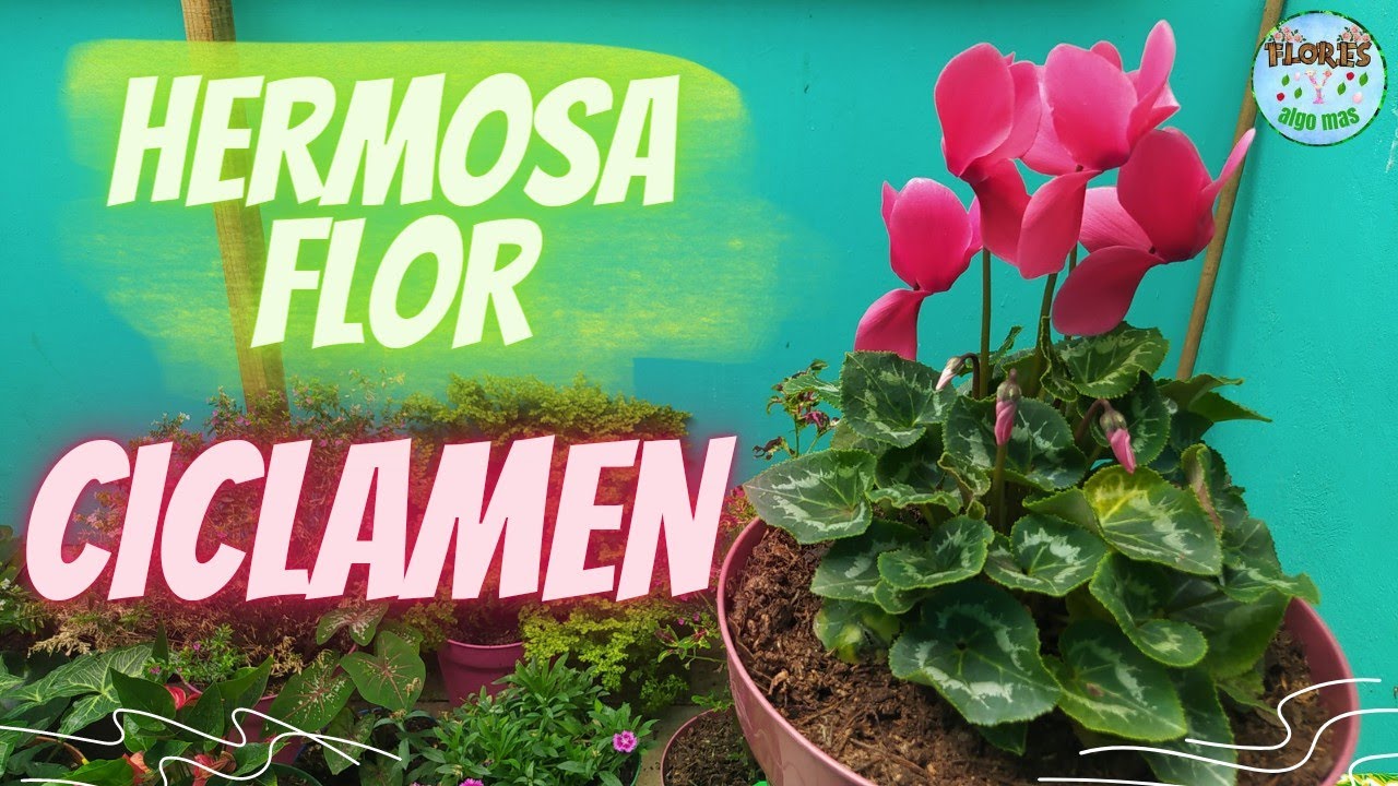 CICLAMEN 🌺CUIDADOS, RECOMENDACIONES, TIPS Y TODO SOBRE ESTA PLANTA🍀