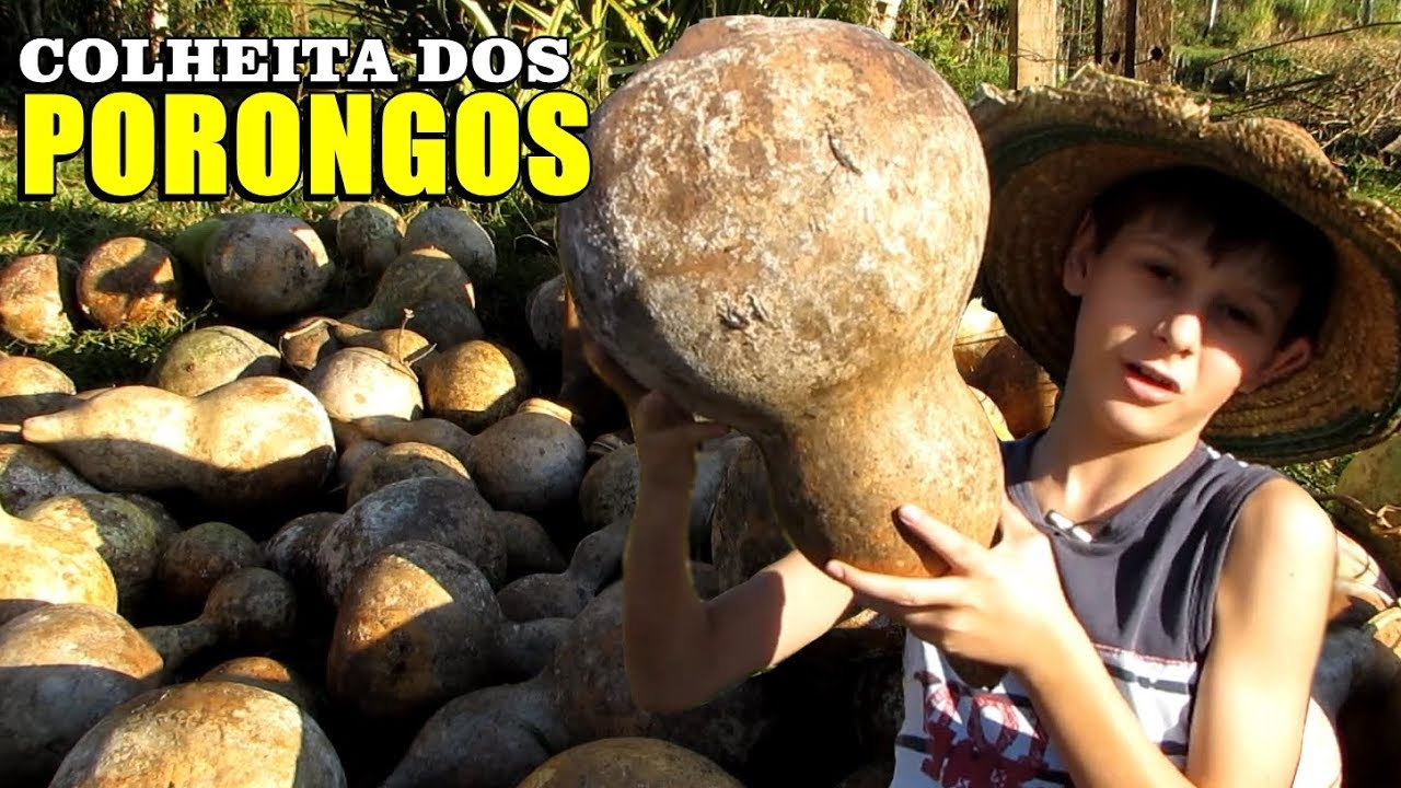 Gugu Gaiteiro - Colheita dos Porongos