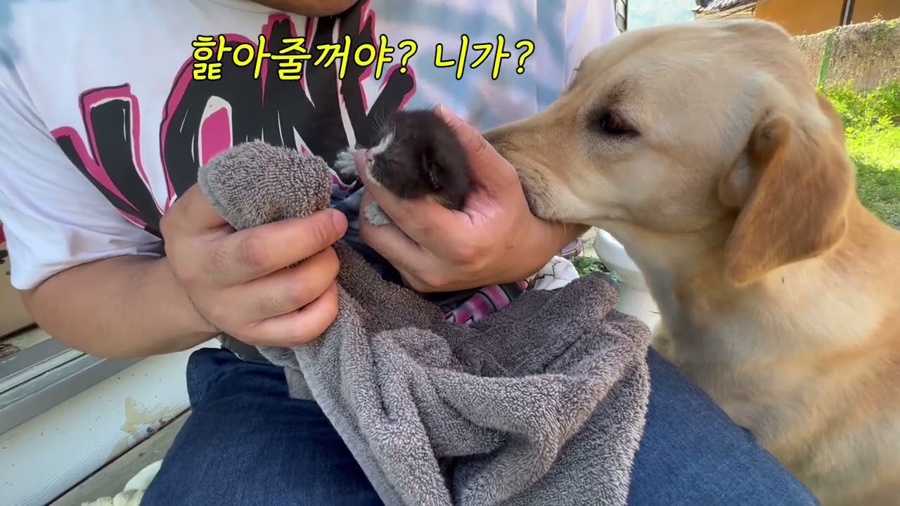 [eng]불난집을 정리하다가 아기 고양이를 구조 냥줍 남원 귀농귀촌 Rescuing cats from a burning house
