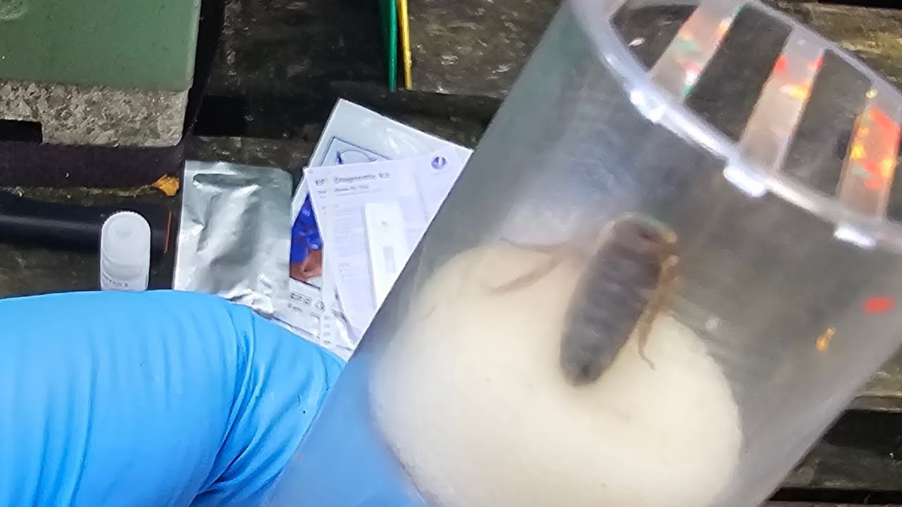 Mated queens, Botched Test, and a Swarmy Import - Long version of this week's inspections - 21/07/24