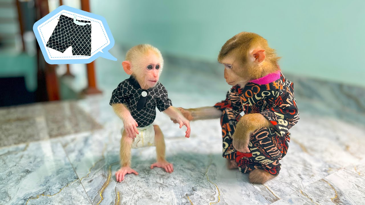 Monkey Mit asks monkey Kaka to help him find her lost pants