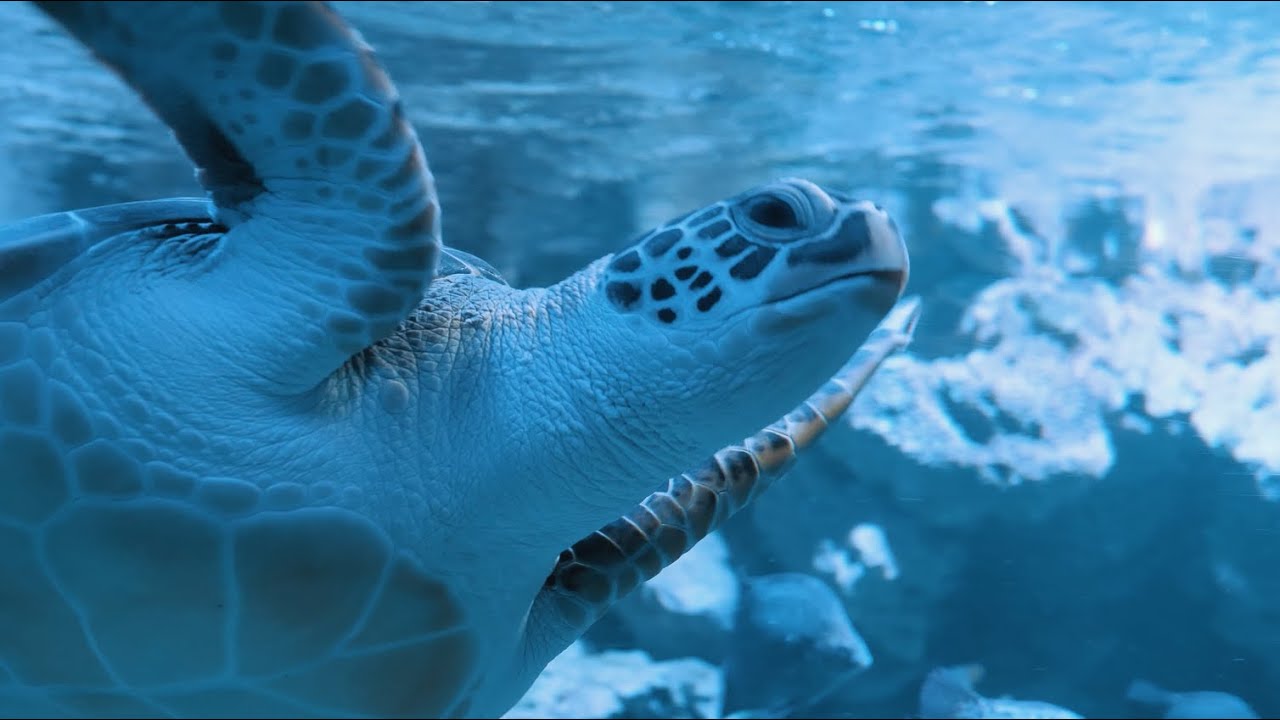 Discover St. Thomas: Top Shore Excursions for Cruisers