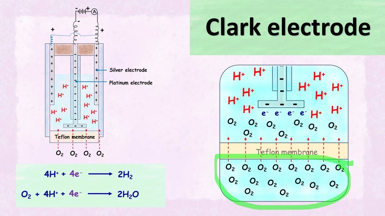 Clark electrode