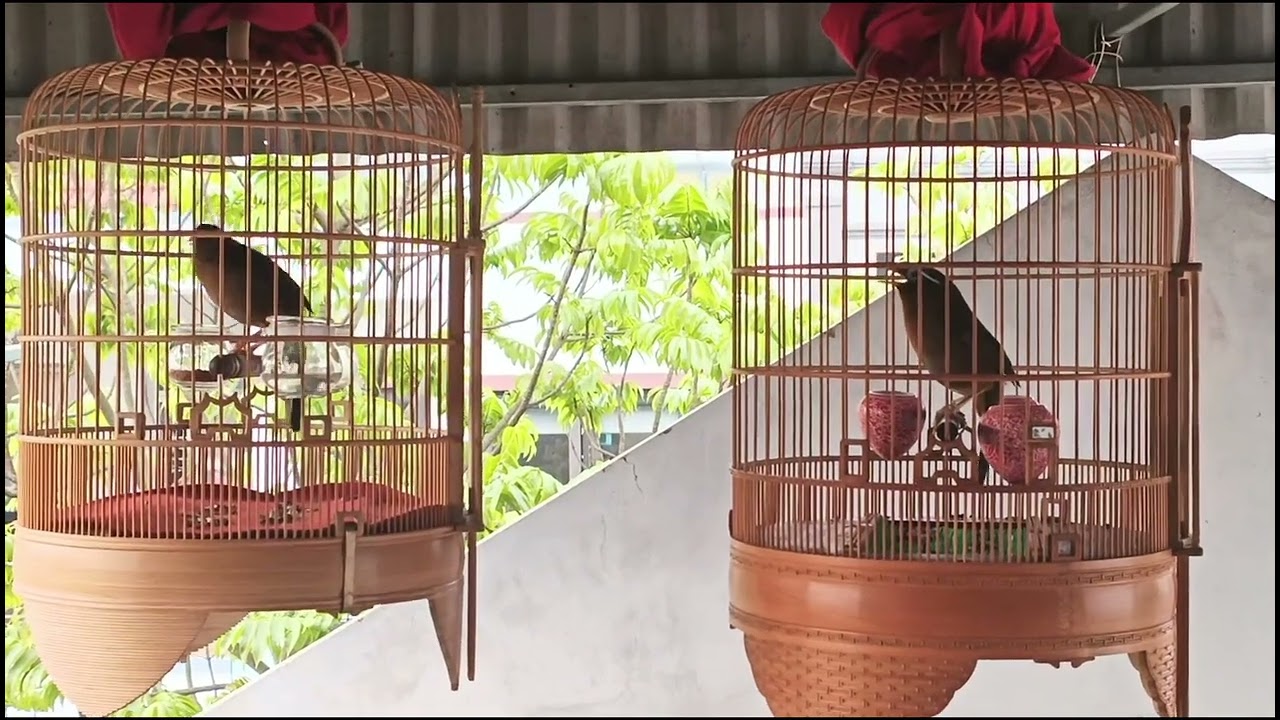 Đẳng cấp chim thi