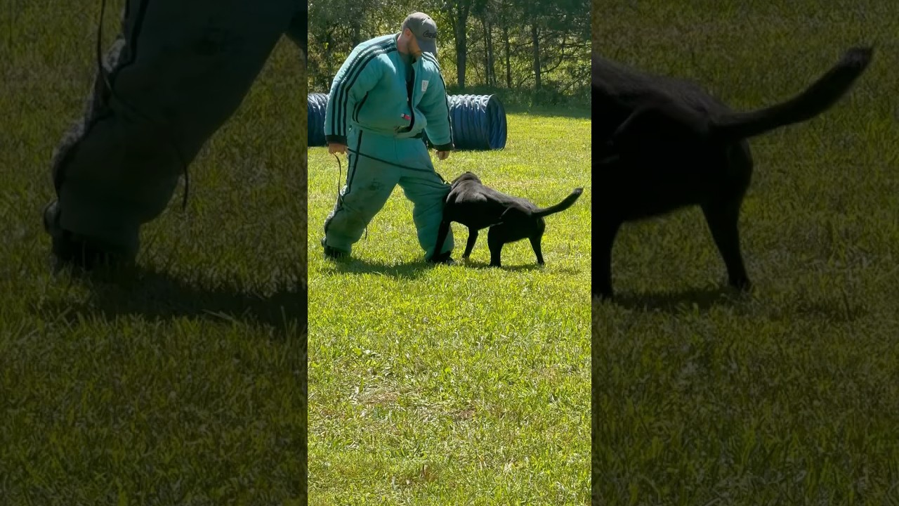 Belgian Malinois Decoy Bite Work #belgianmalinois #dogtraining #bite