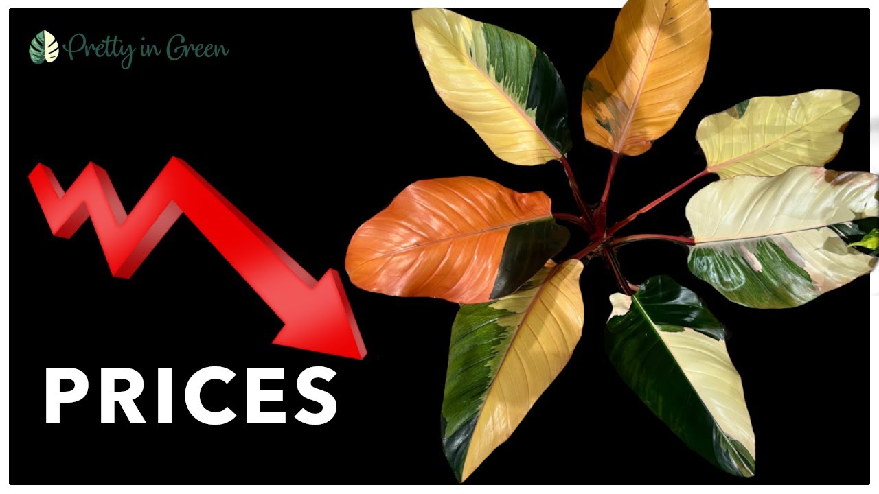 These Plant PRICES WILL DROP in 2024
