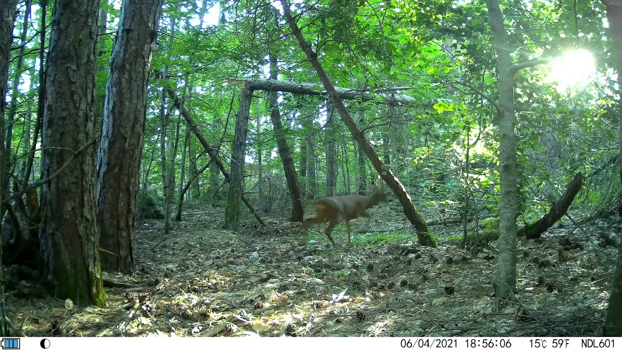 Fauna del Cicolano