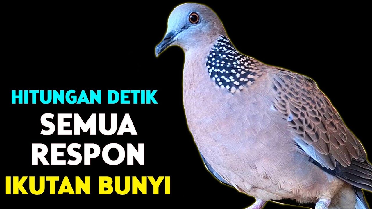 Suara Burung Tekukur Gacor Paling Cocok Untuk Pancingan Memikat Pasti Langsung Nyaut 