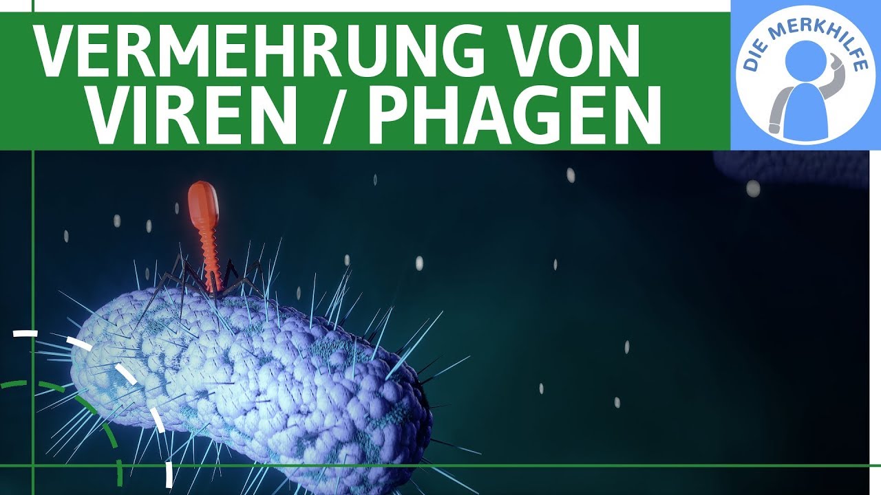 Vermehrung von Viren / Phagen einfach erkl&auml;rt - Lytischer & Lysogener Zyklus, Bakterienzelle Genetik