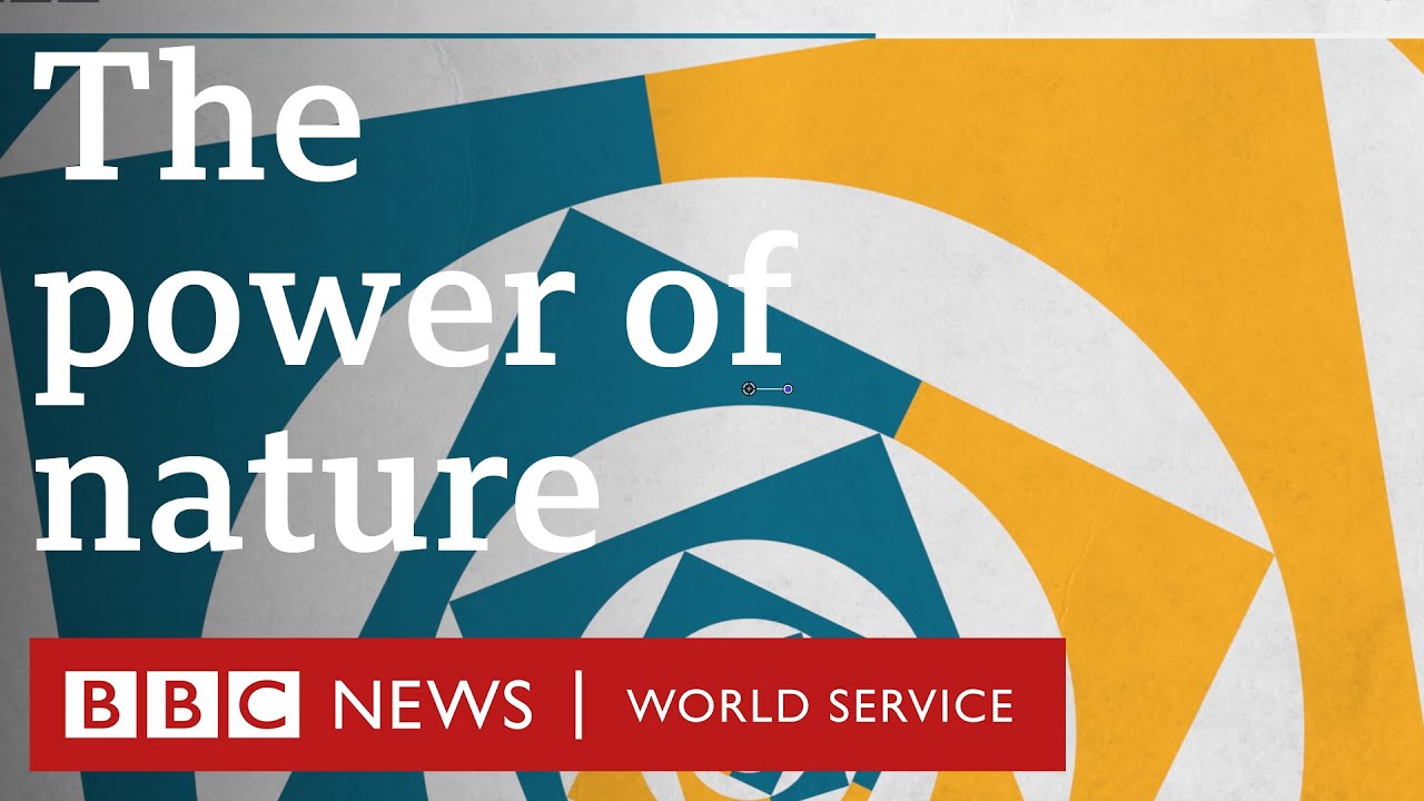 Electricity that grows on trees - BBC World Service