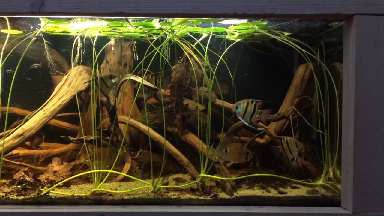Pterophyllum leopoldi