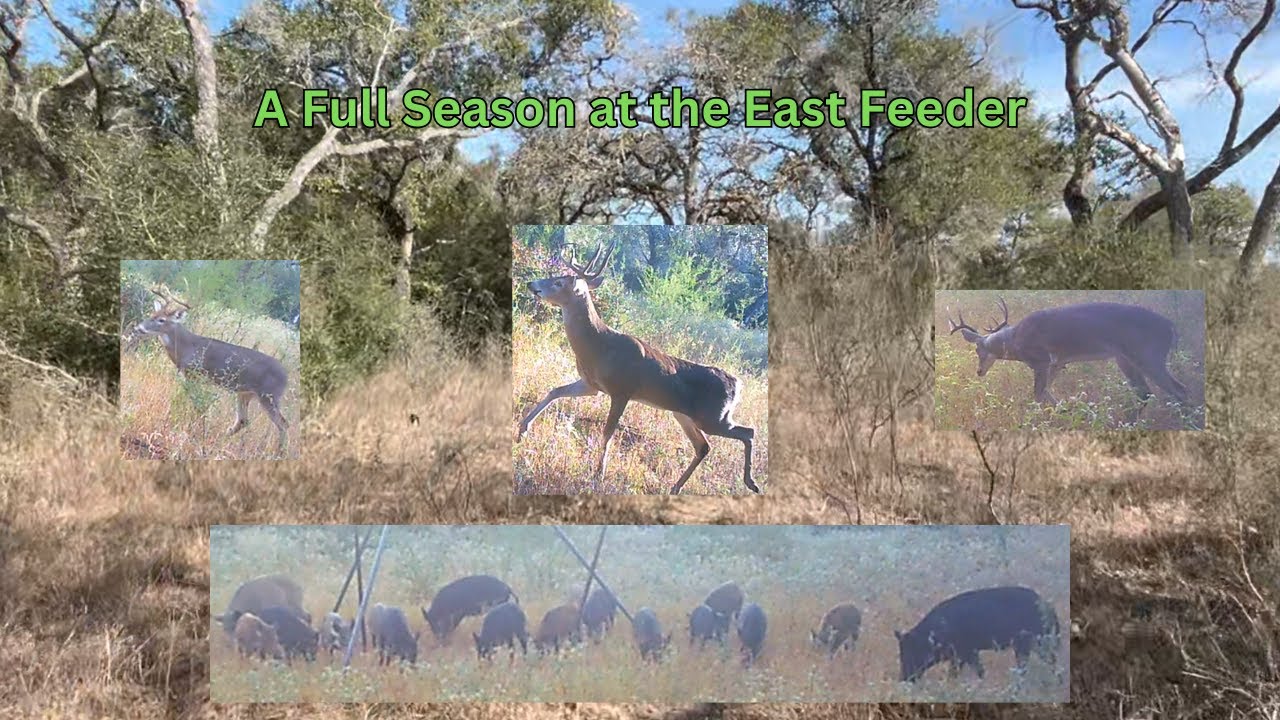 From Trophy Bucks to Trespassing Dogs to Frustration with the Locals A Season at the Feeder