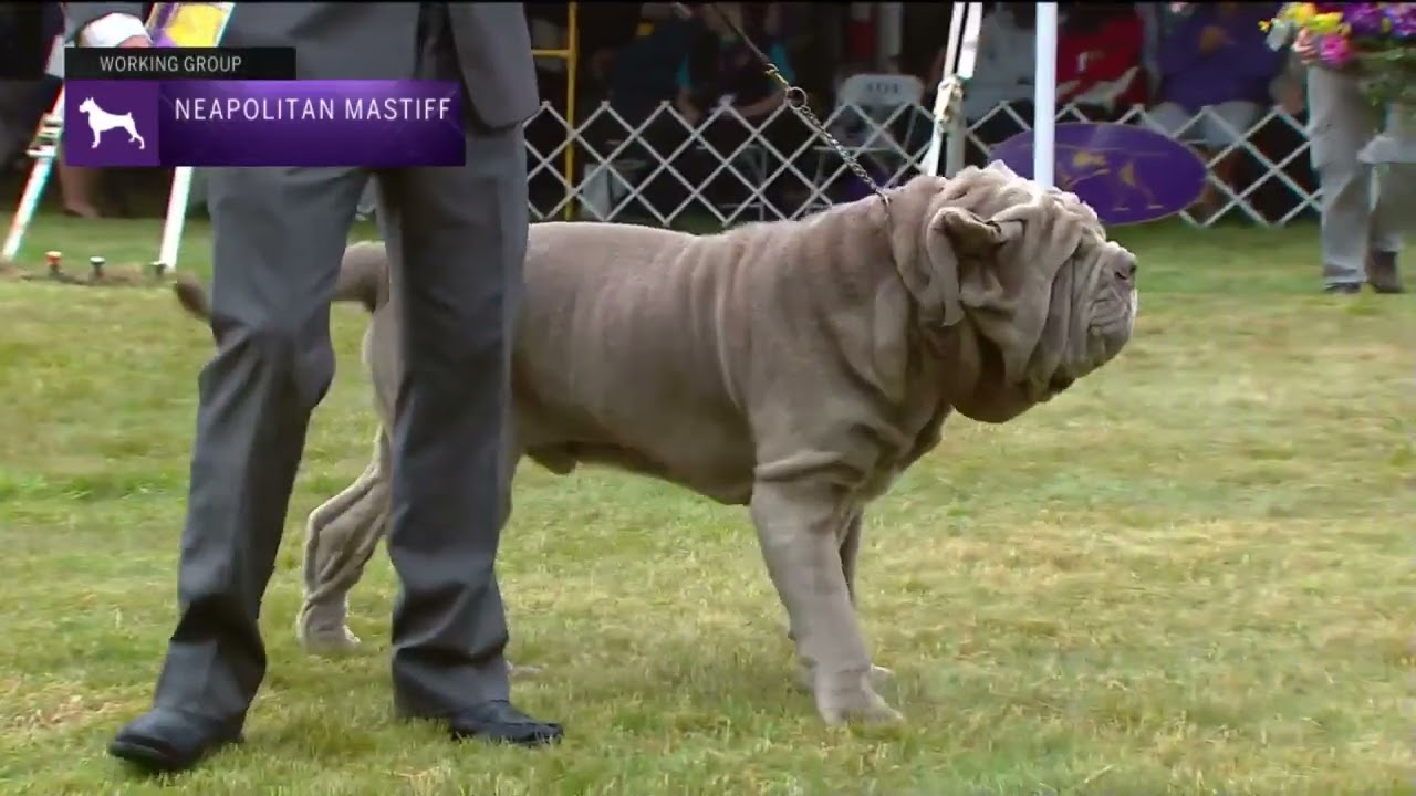 Neapolitan Mastiffs | Breed Judging 2022