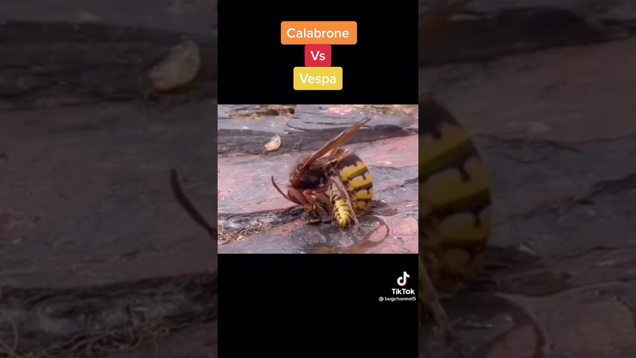 Calabrone Vs Vespa