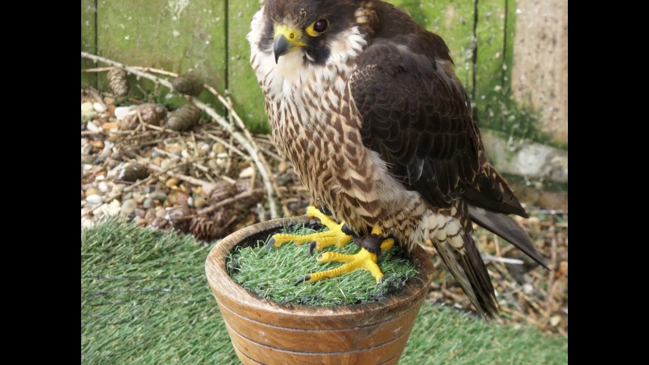 More Owly bits