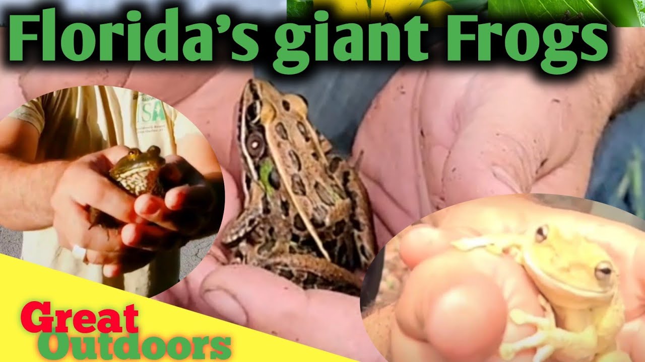 Florida's COOLEST frogs caught. the giant frog species in Florida