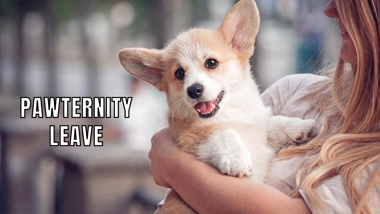 Help Your New Dog Settle in with a 'Pawternity Leave'