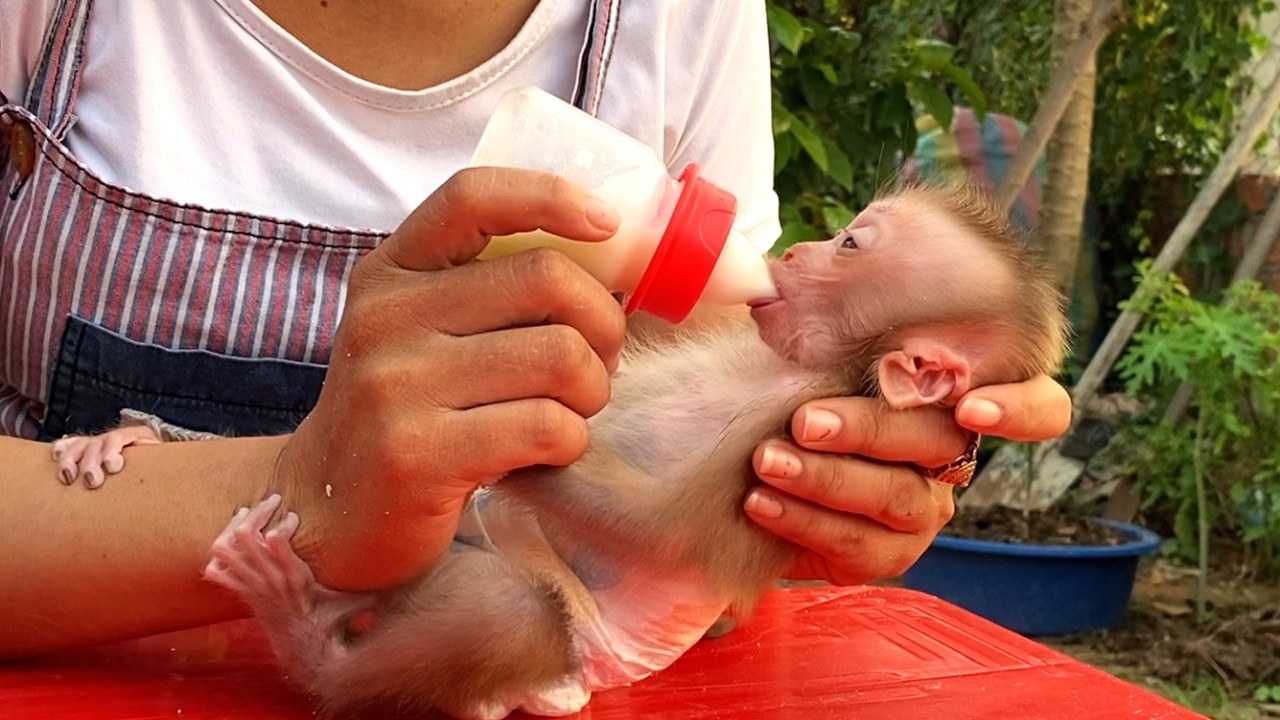 So delicious!! Mom teaches her adorable  baby, LIORA, to taste watermelon before drinking milk