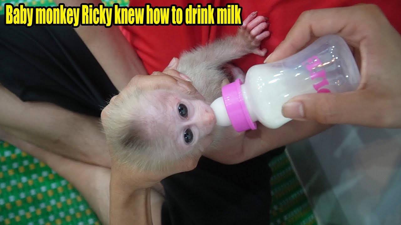 Baby monkey Ricky knew how to drink milk - MONKEY ROSI
