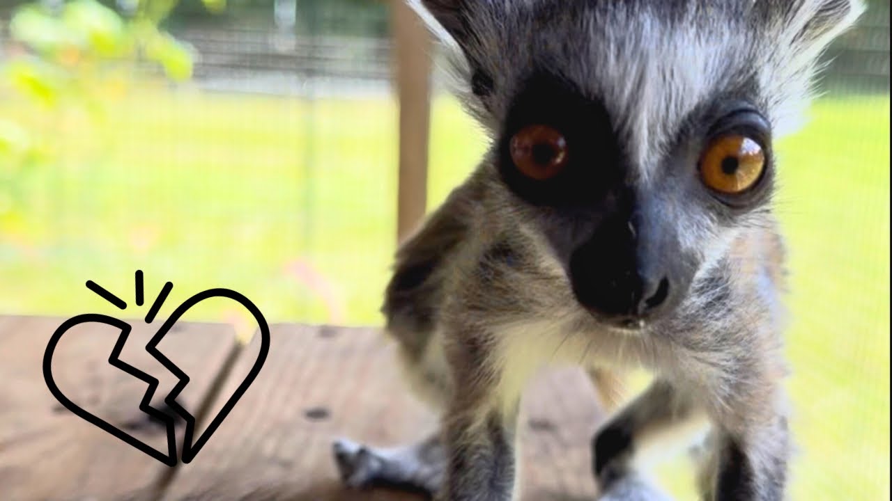 We Had to Make the Hardest Decision | Zini the Ringtailed Lemur