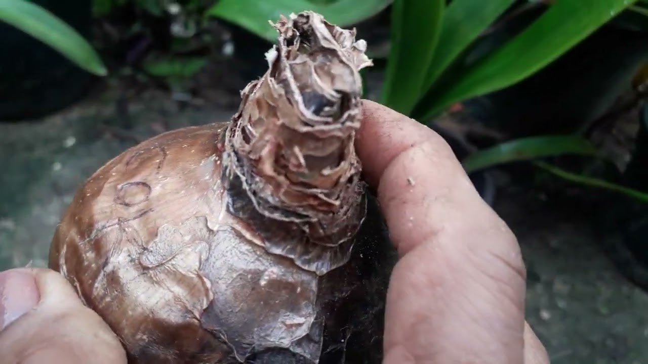 Preparando  bulbo pra flori em setembro