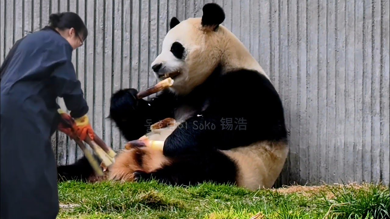 판사육사님의 푸야를 위한 특별 케어~❤️ | 2월 25일 오후(푸바오 실시간) Panda Fubao