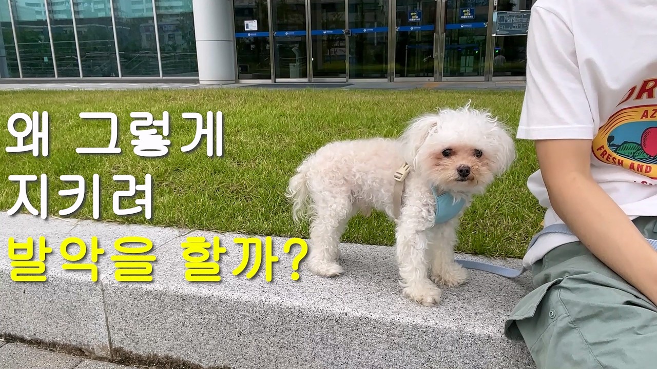 밥, 간식, 물건을 지키는 강아지를 위한 최고의 교육 방법 (소유공격성)
