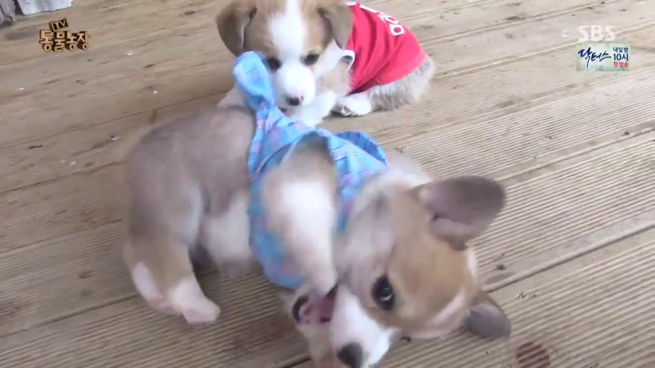 A Corgi Love Story
